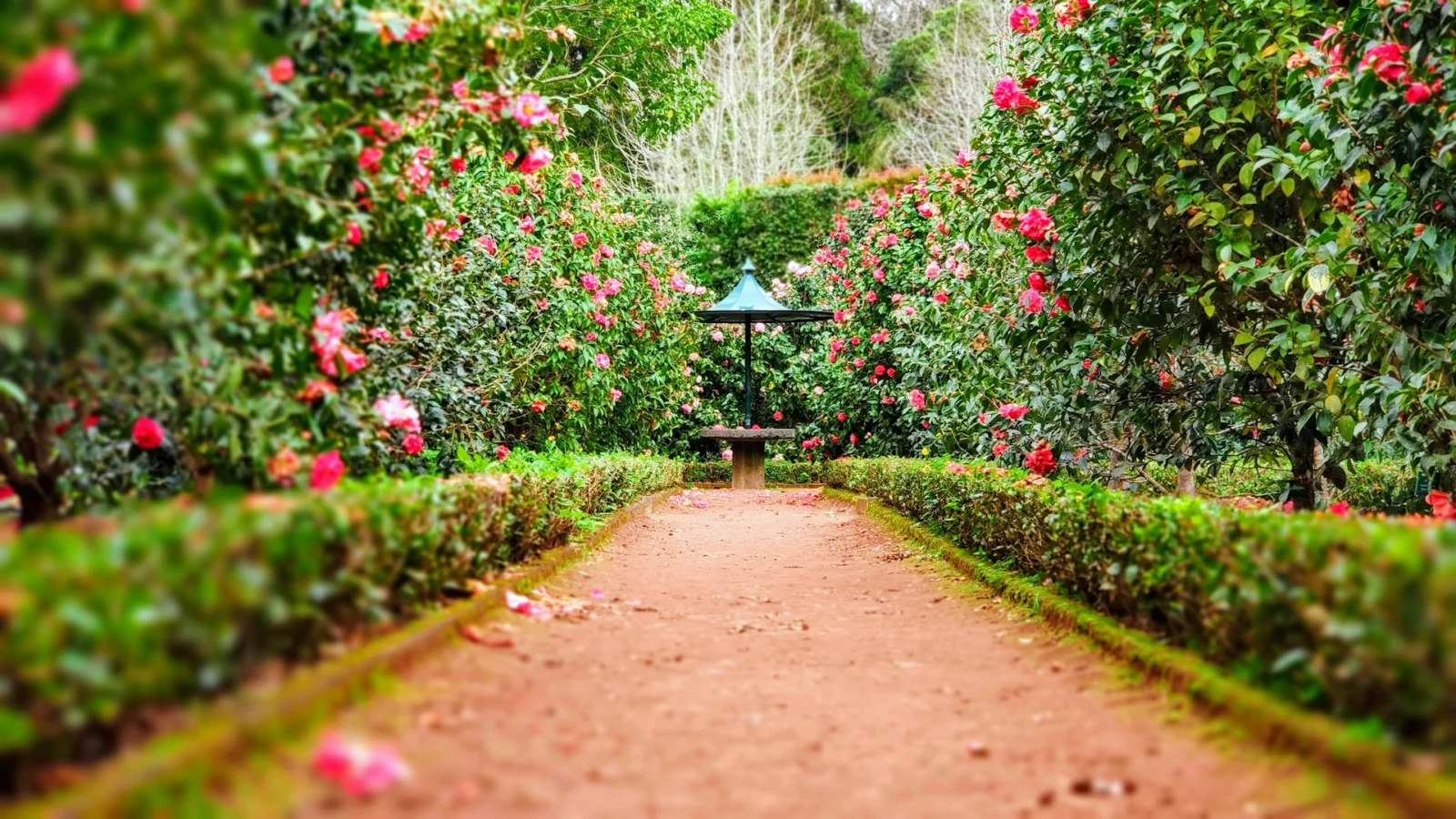 Gravel garden path lined with flowering shrubs