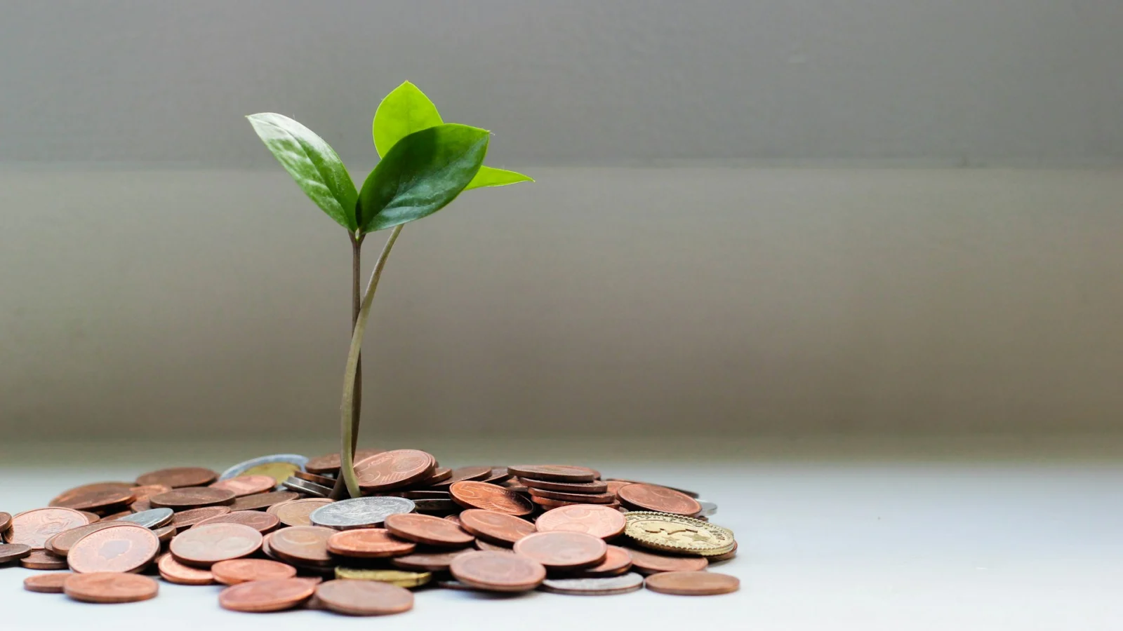 Young plant growing from a pile of coins