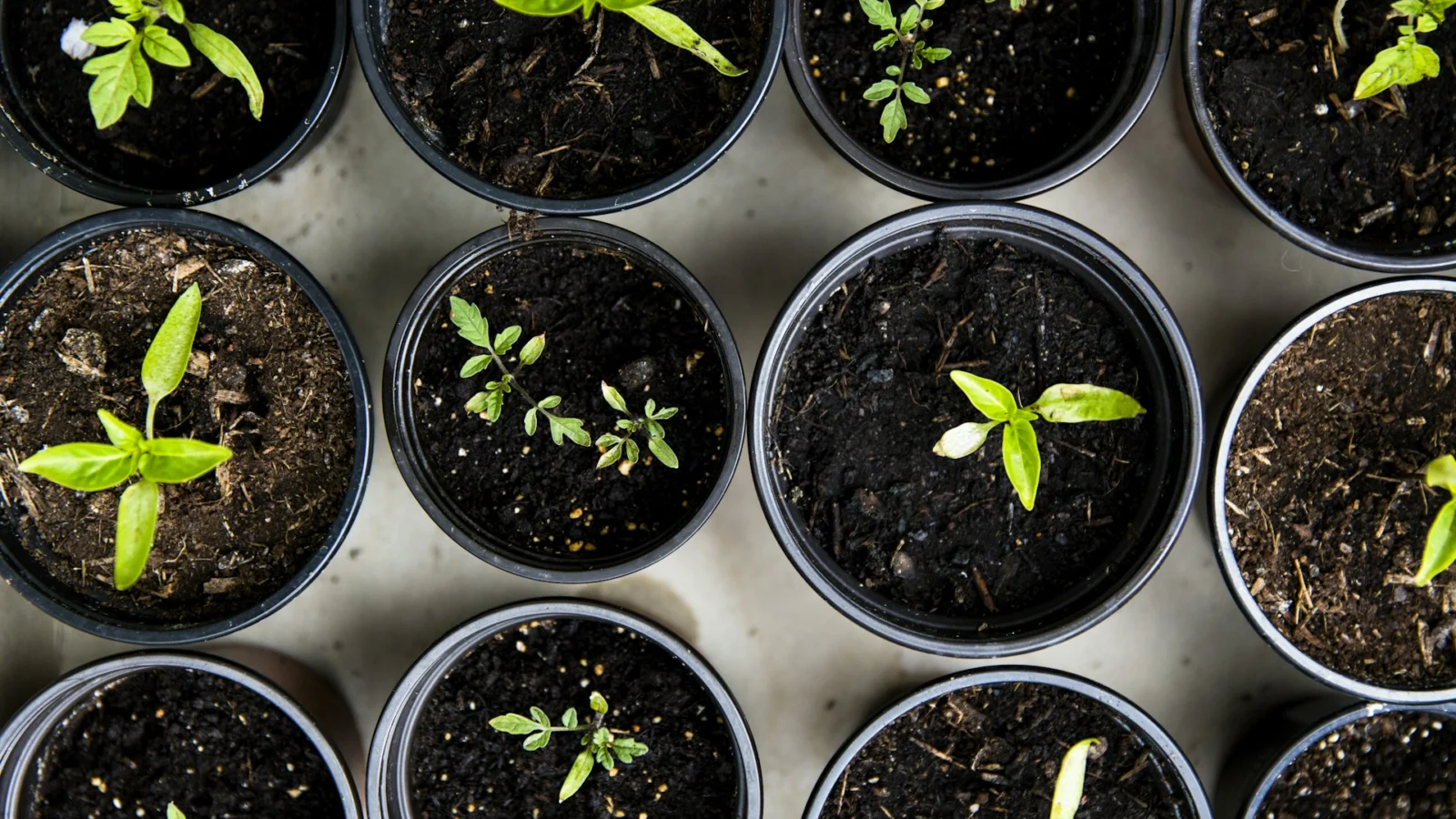Seedlings sprouting in black pots seen from above
